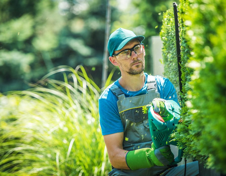 gardener-trimming-thujas-2025-04-02-22-50-44-utc